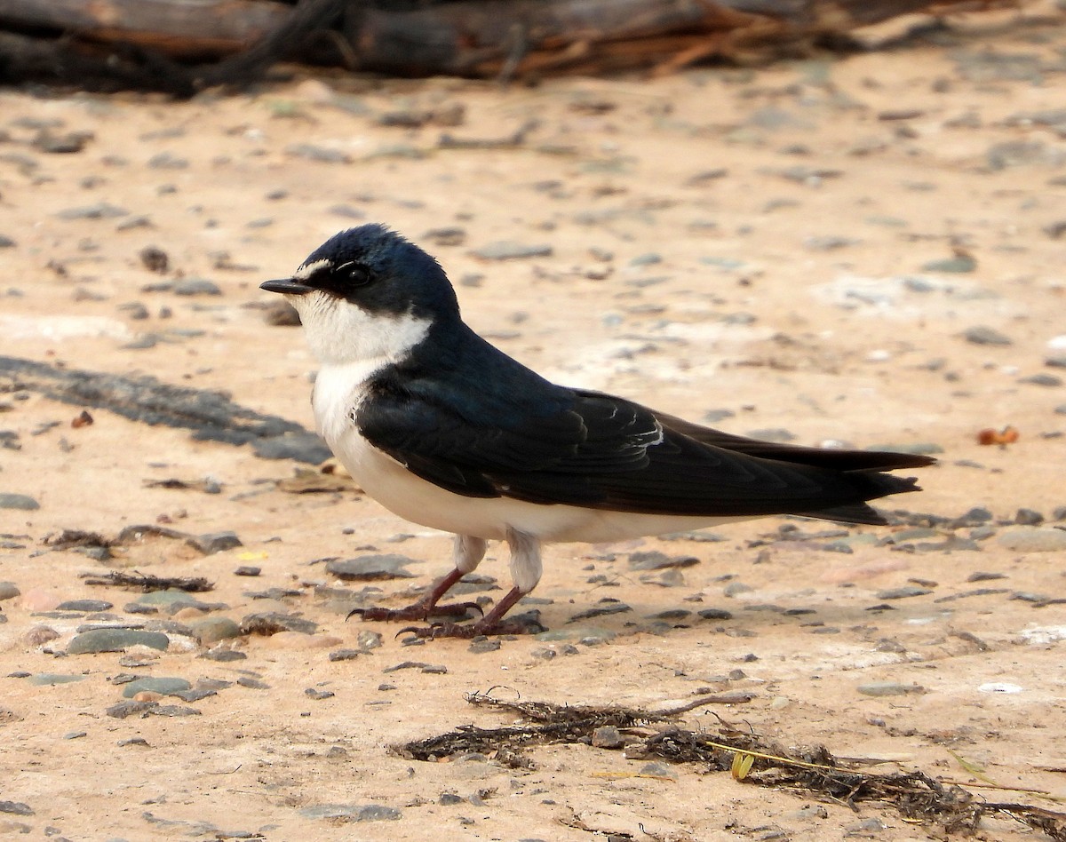 White-rumped Swallow - ML623886025