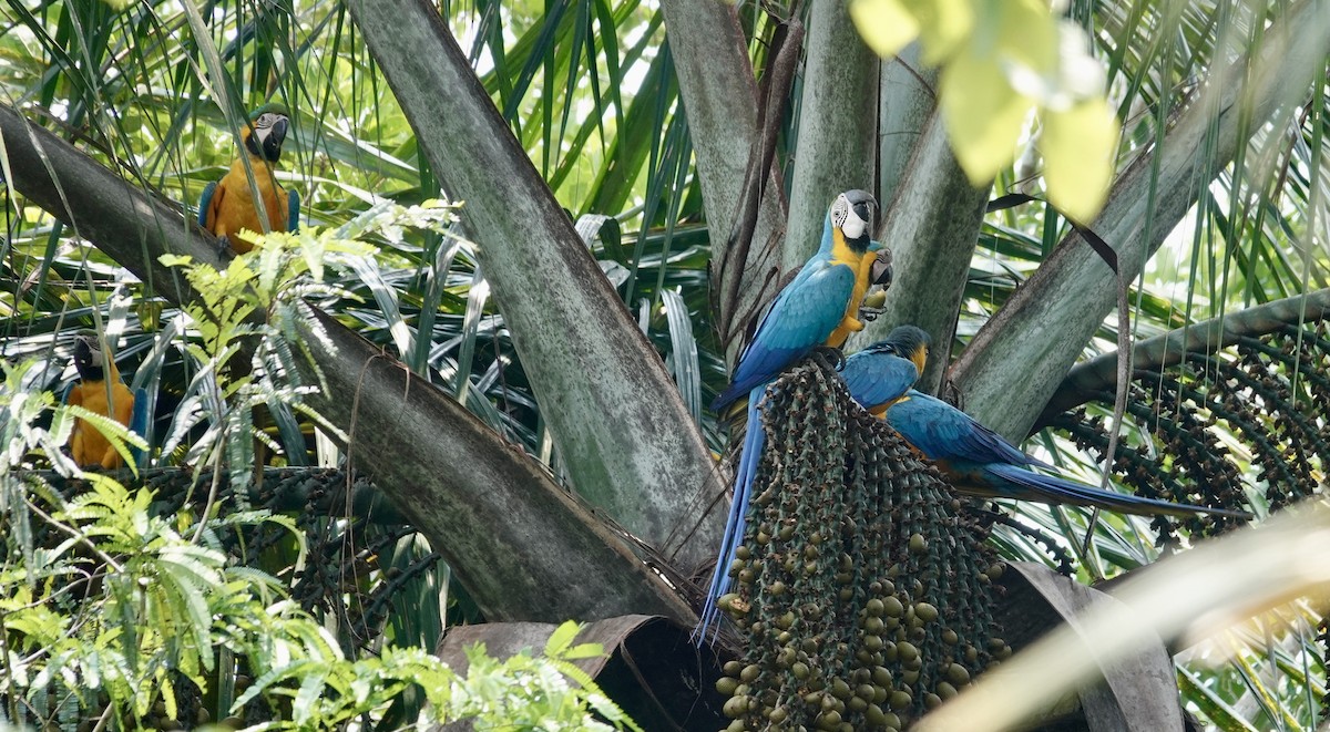 Blue-and-yellow Macaw - Jill Punches