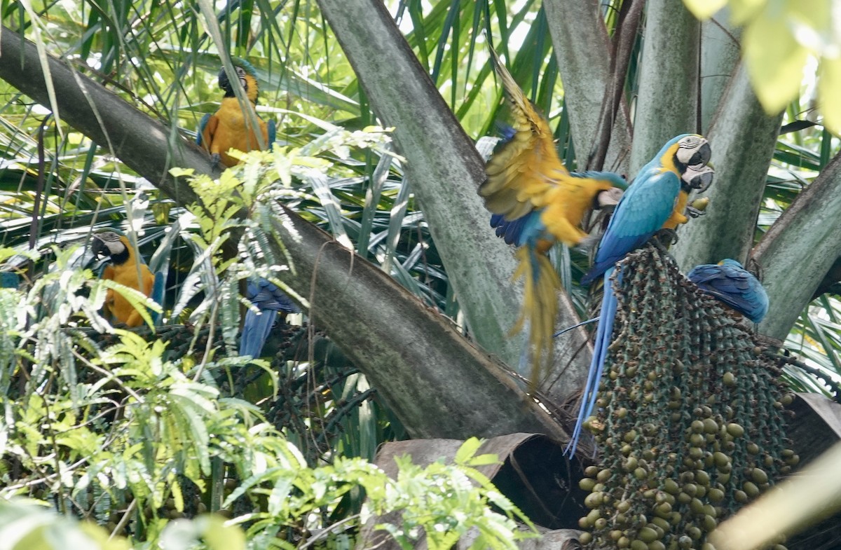 Guacamayo Azuliamarillo - ML623886033