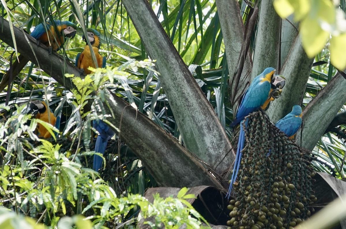 Guacamayo Azuliamarillo - ML623886034