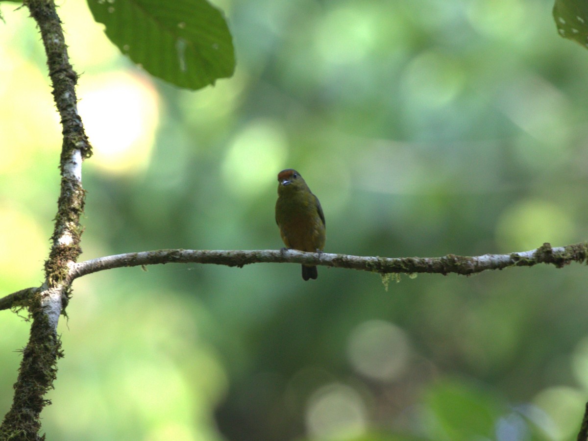 ハシブトスミレフウキンチョウ（melanura／crassirostris） - ML623886043