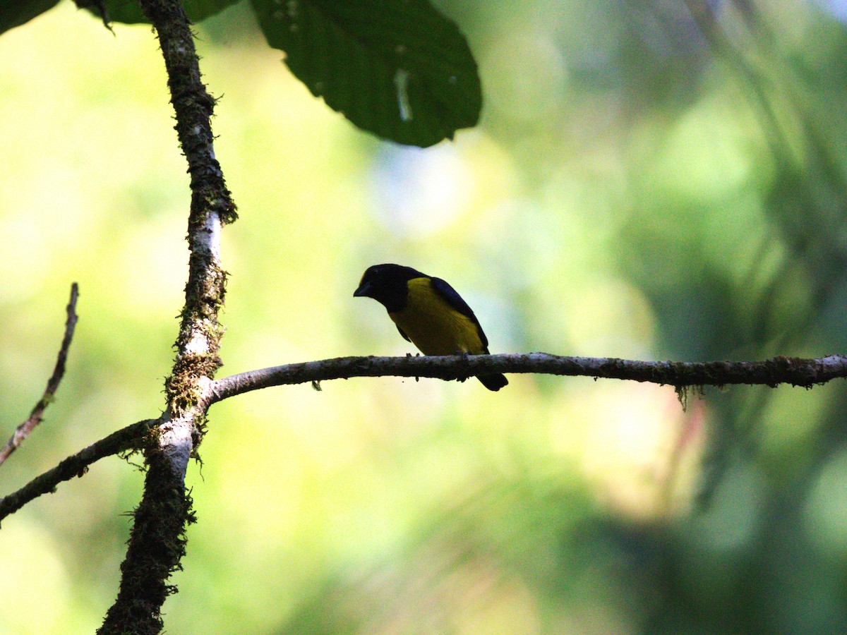 ハシブトスミレフウキンチョウ（melanura／crassirostris） - ML623886044