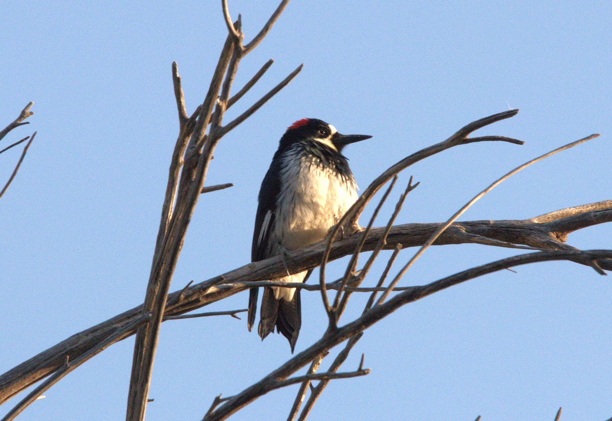 Carpintero Bellotero - ML623886047