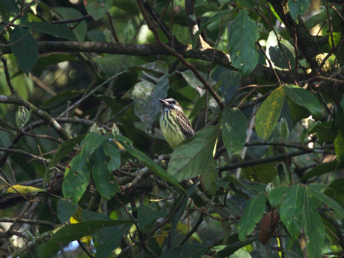 Sulphur-bellied Flycatcher - ML623886101