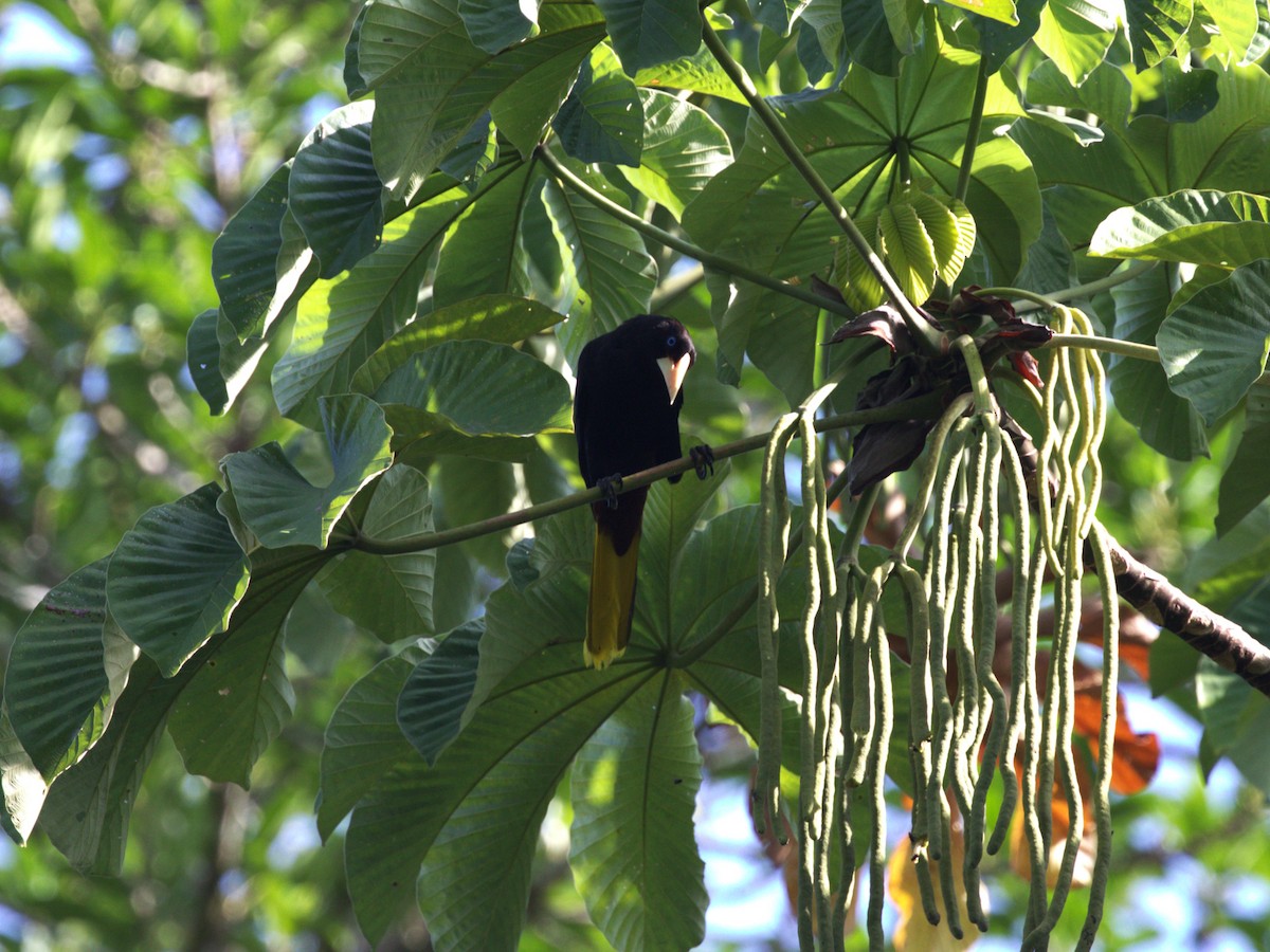 Crested Oropendola - ML623886120