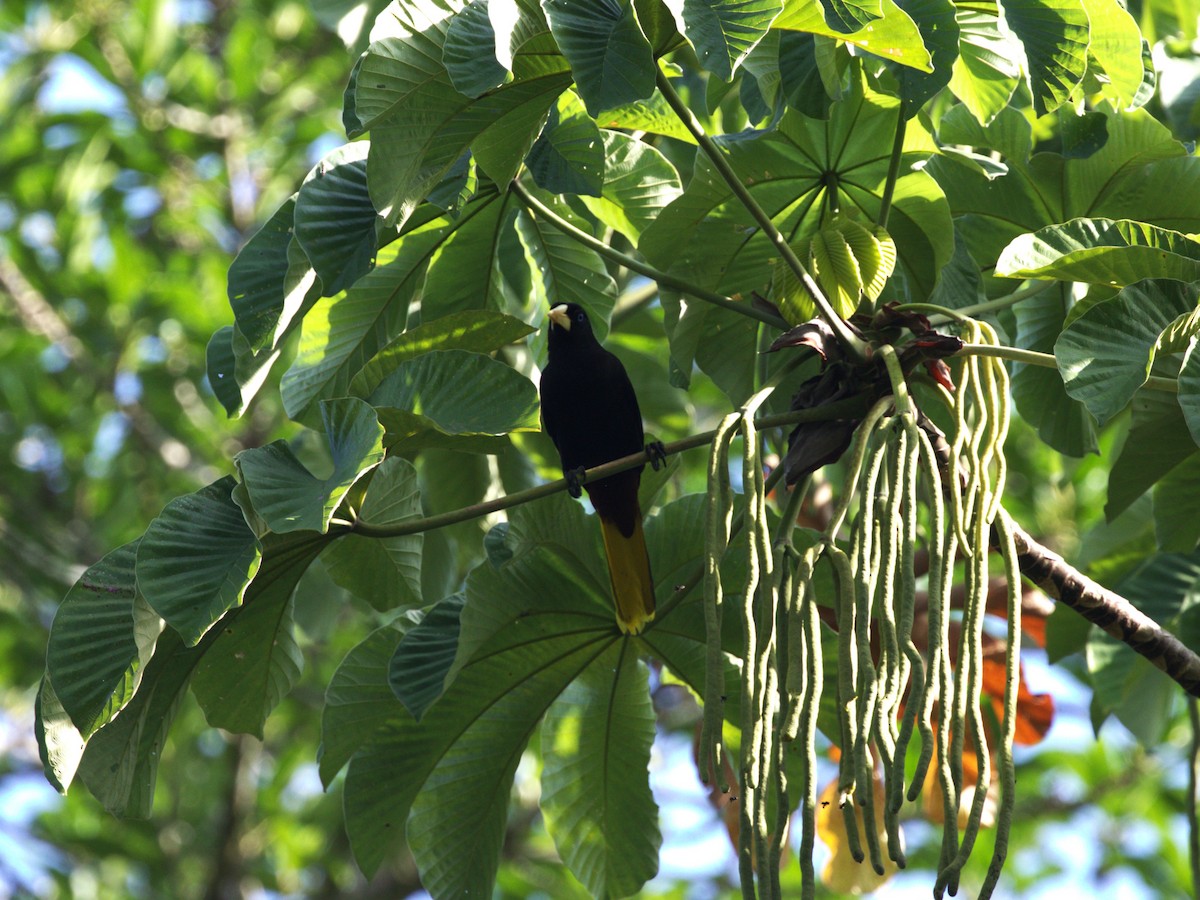 Crested Oropendola - ML623886121