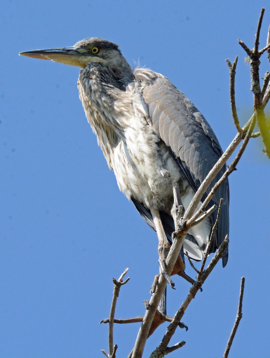 Great Blue Heron - ML623886140