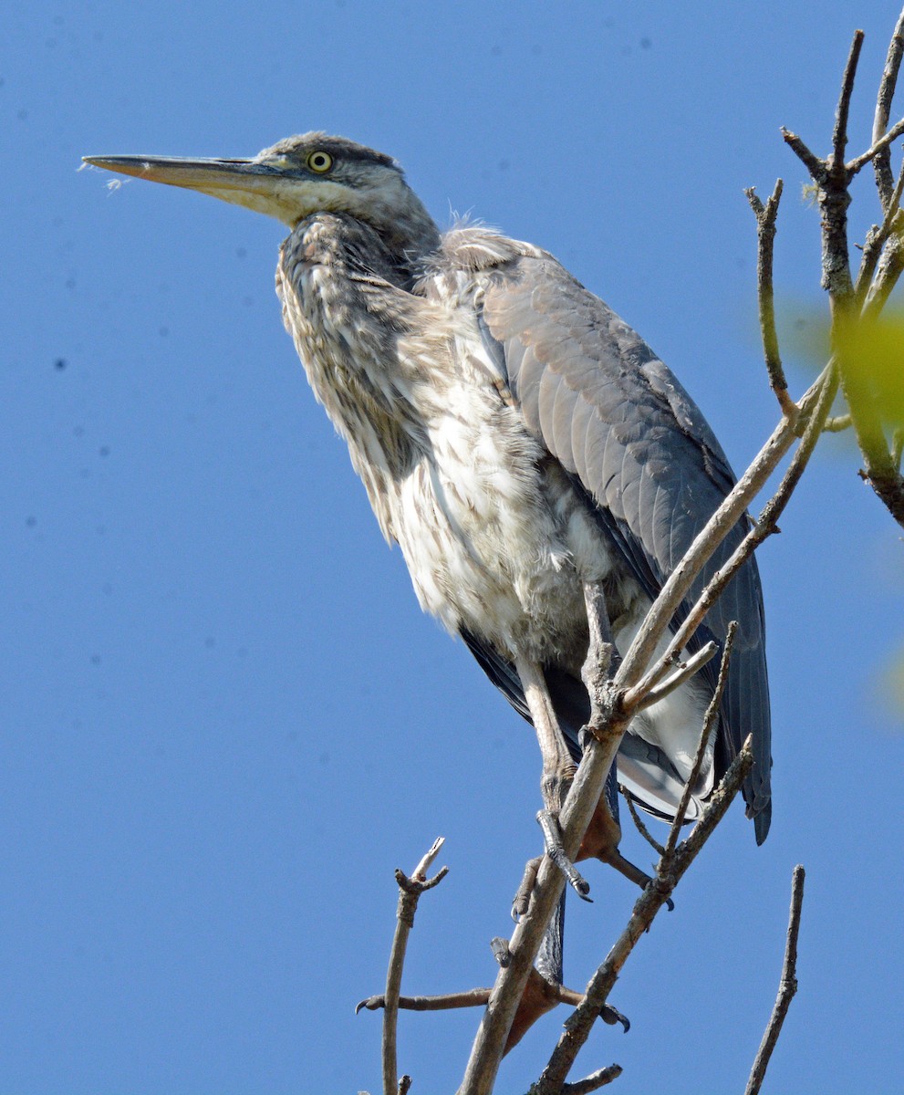 Great Blue Heron - ML623886141