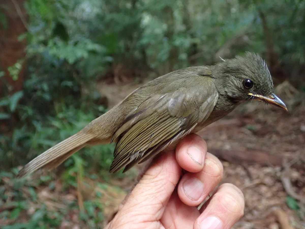 Yellow-whiskered Greenbul - ML623886142