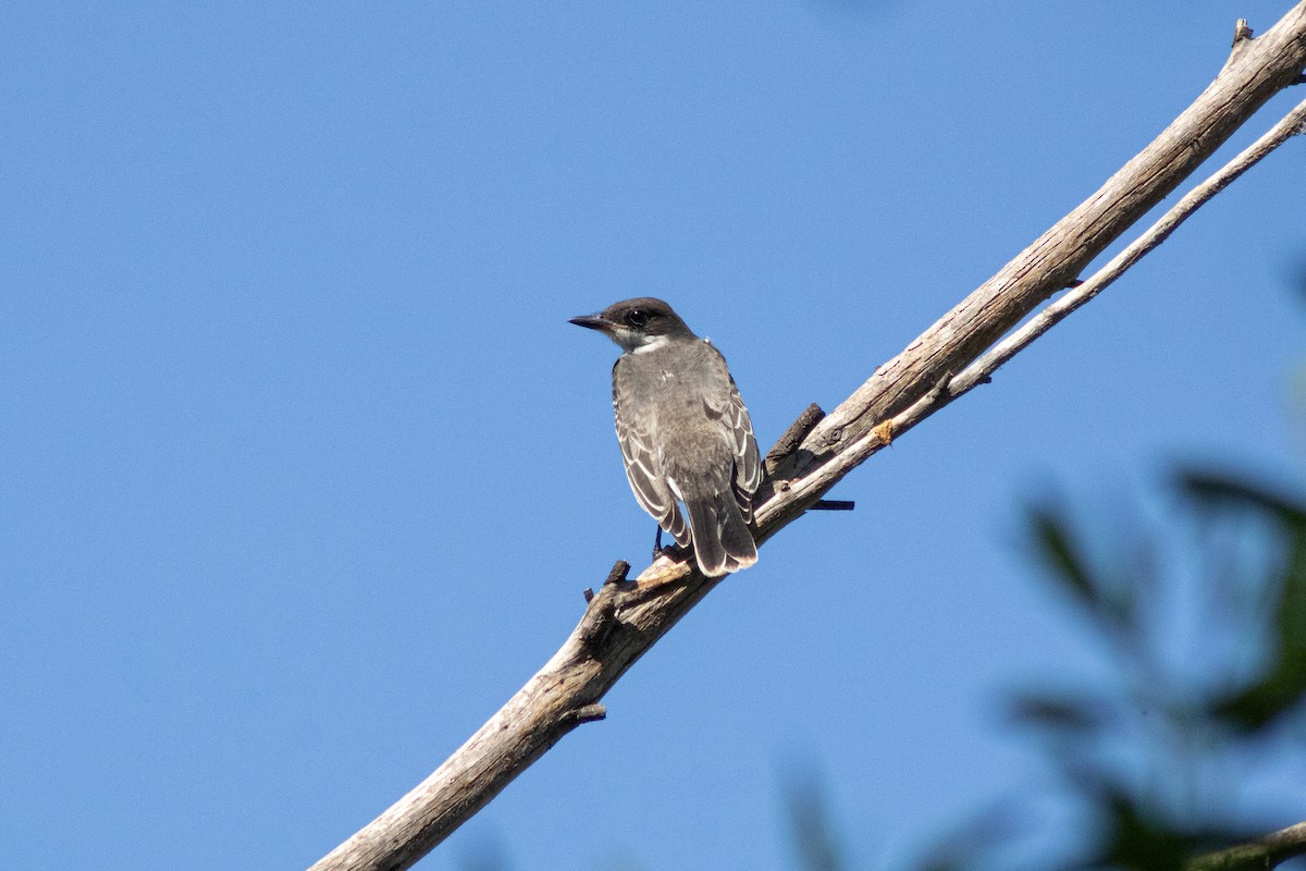 Eastern Kingbird - Andrés Morales