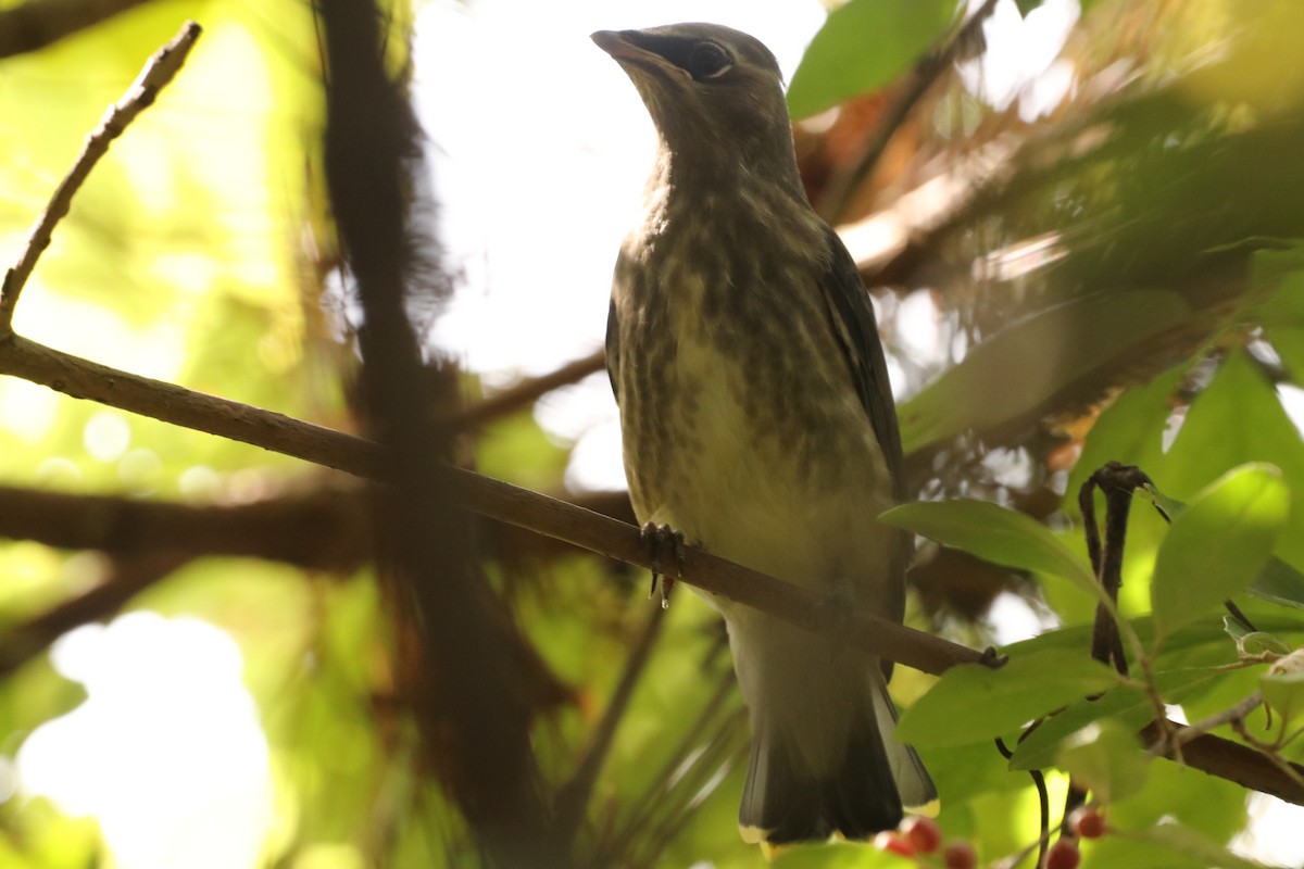 Cedar Waxwing - ML623886147