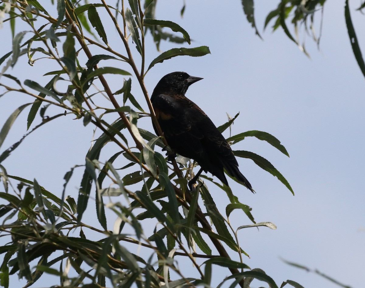 Red-winged Blackbird - ML623886155