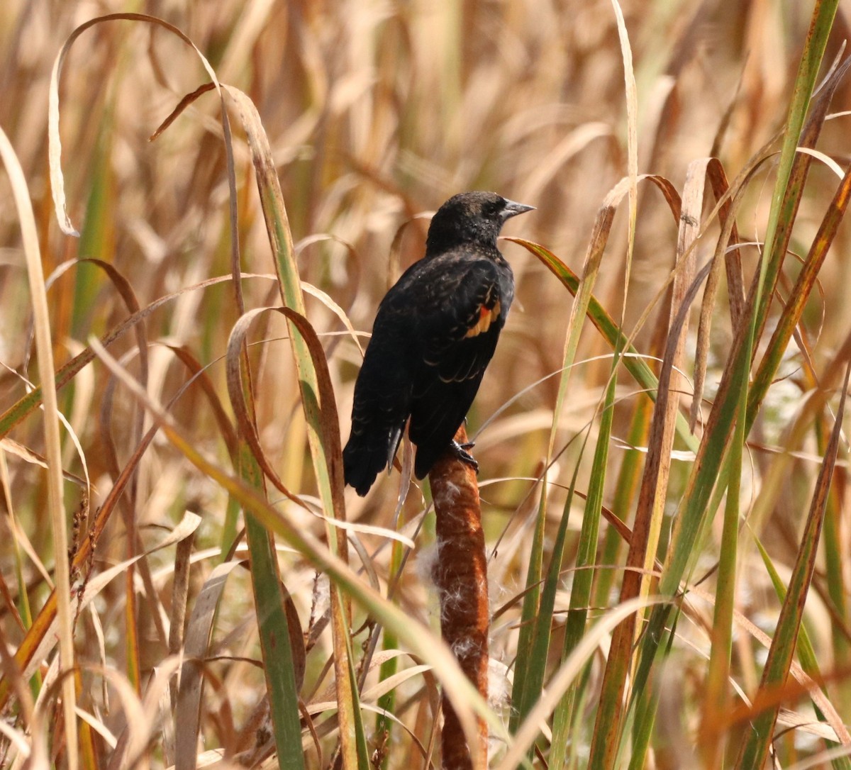 Red-winged Blackbird - ML623886156