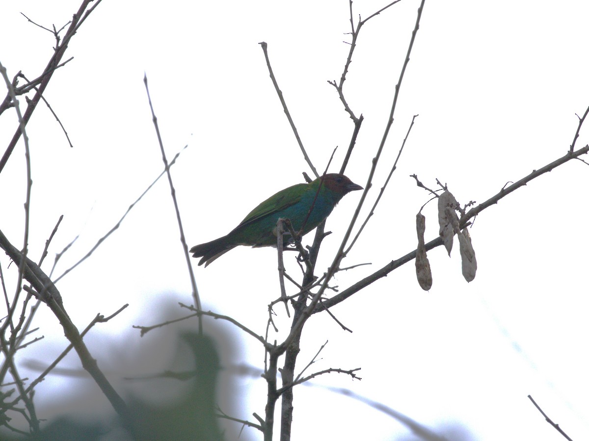 Bay-headed Tanager (Bay-and-blue) - ML623886164