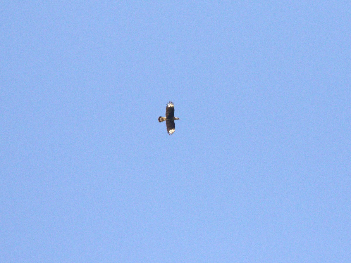 Crested Caracara (Northern) - ML623886189