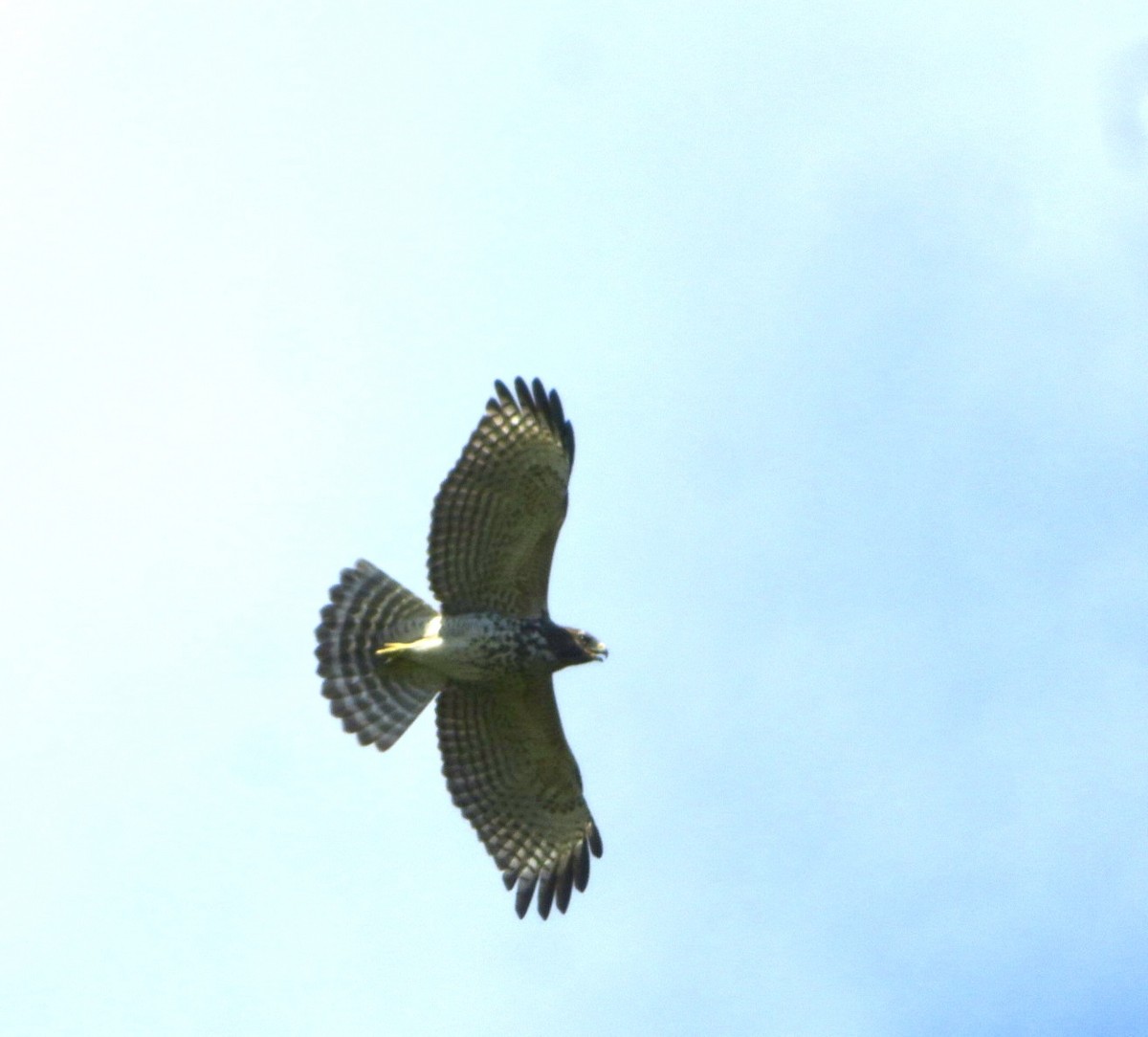 Red-shouldered Hawk - ML623886194