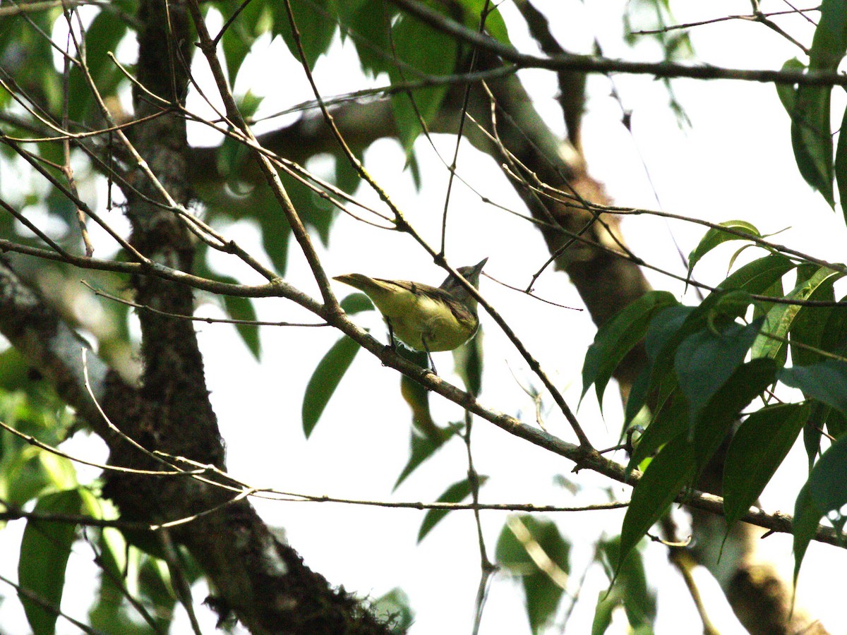 Philadelphia Vireo - ML623886204