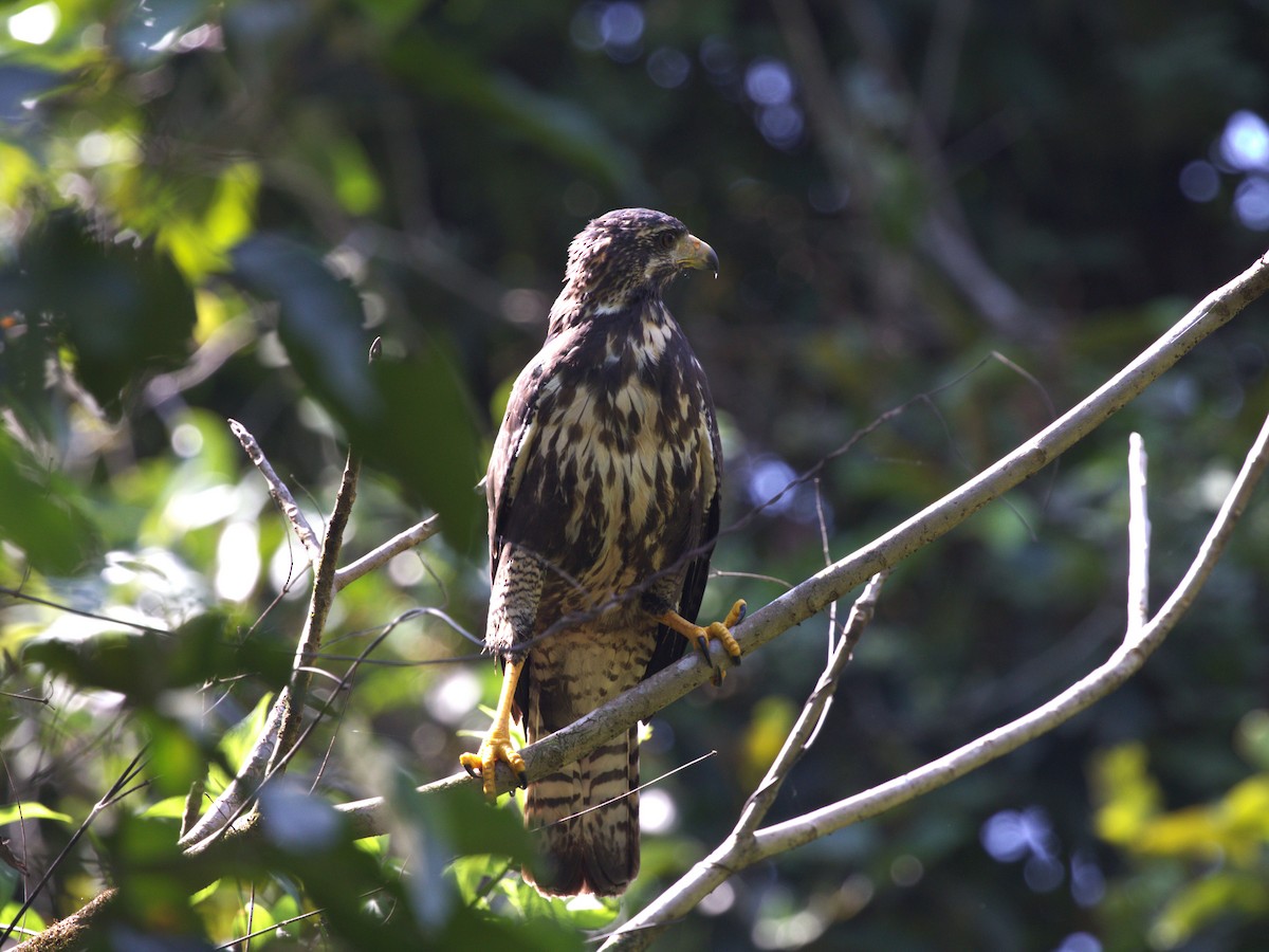 Common Black Hawk - ML623886213