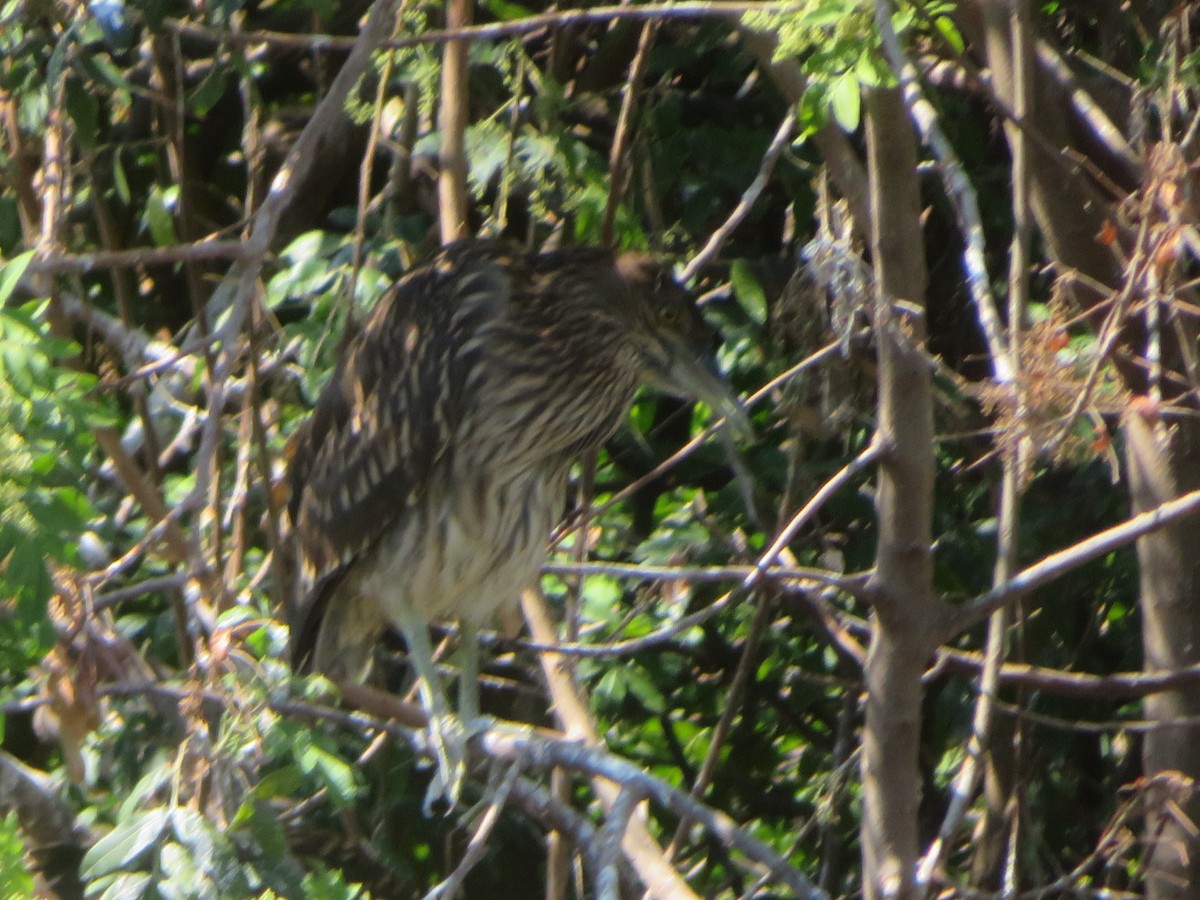 Black-crowned Night Heron - Denise Rychlik