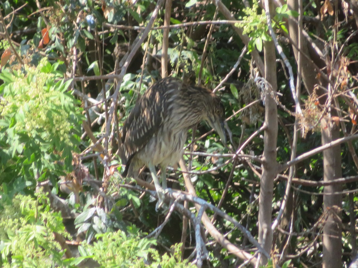 Black-crowned Night Heron - Denise Rychlik