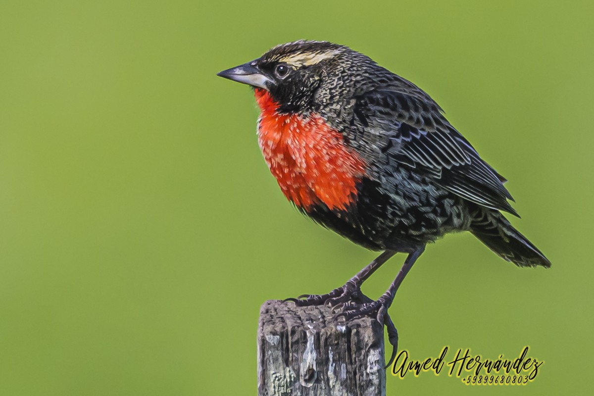 White-browed Meadowlark - ML623886221