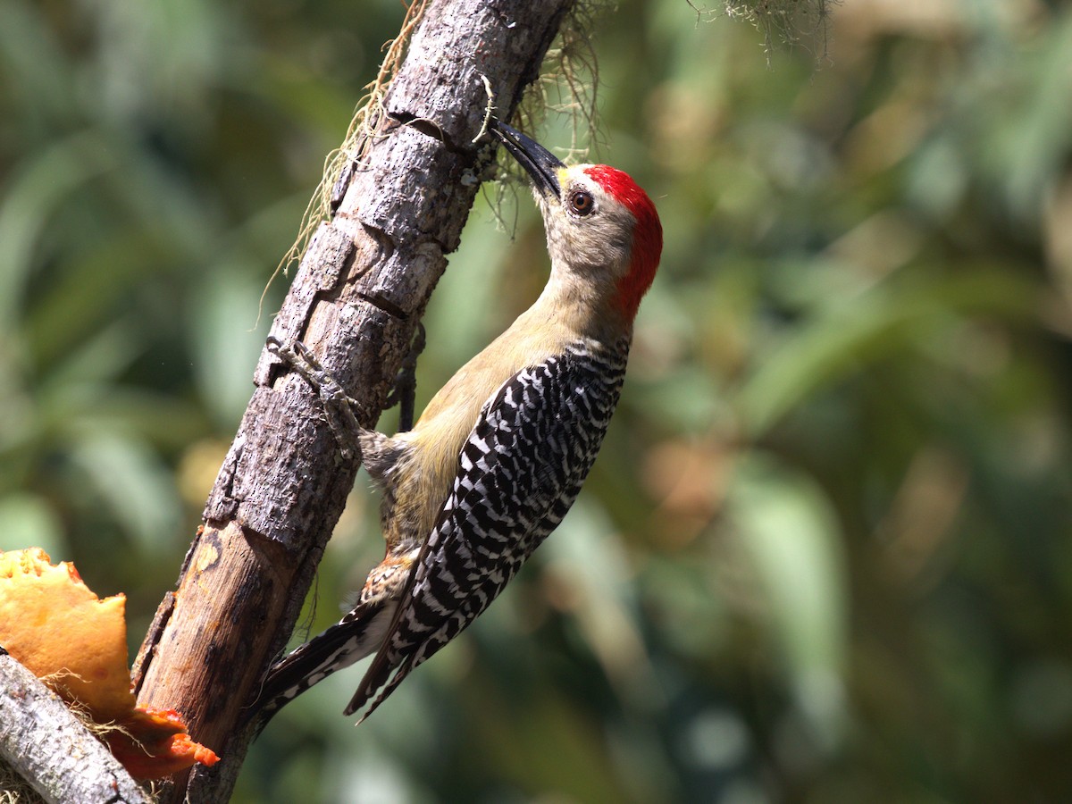 Red-crowned Woodpecker - ML623886223