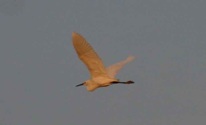 Snowy Egret - ML623886224