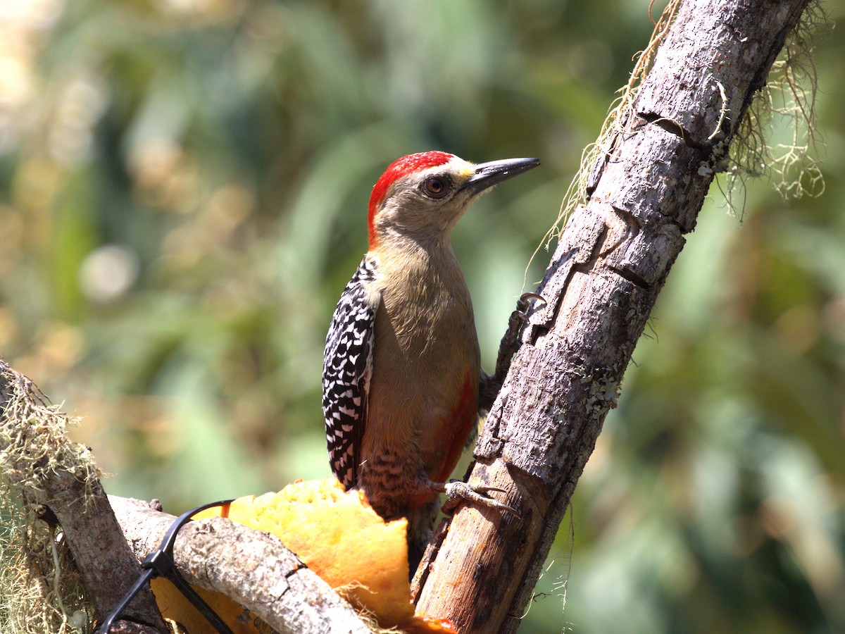 Red-crowned Woodpecker - Menachem Goldstein