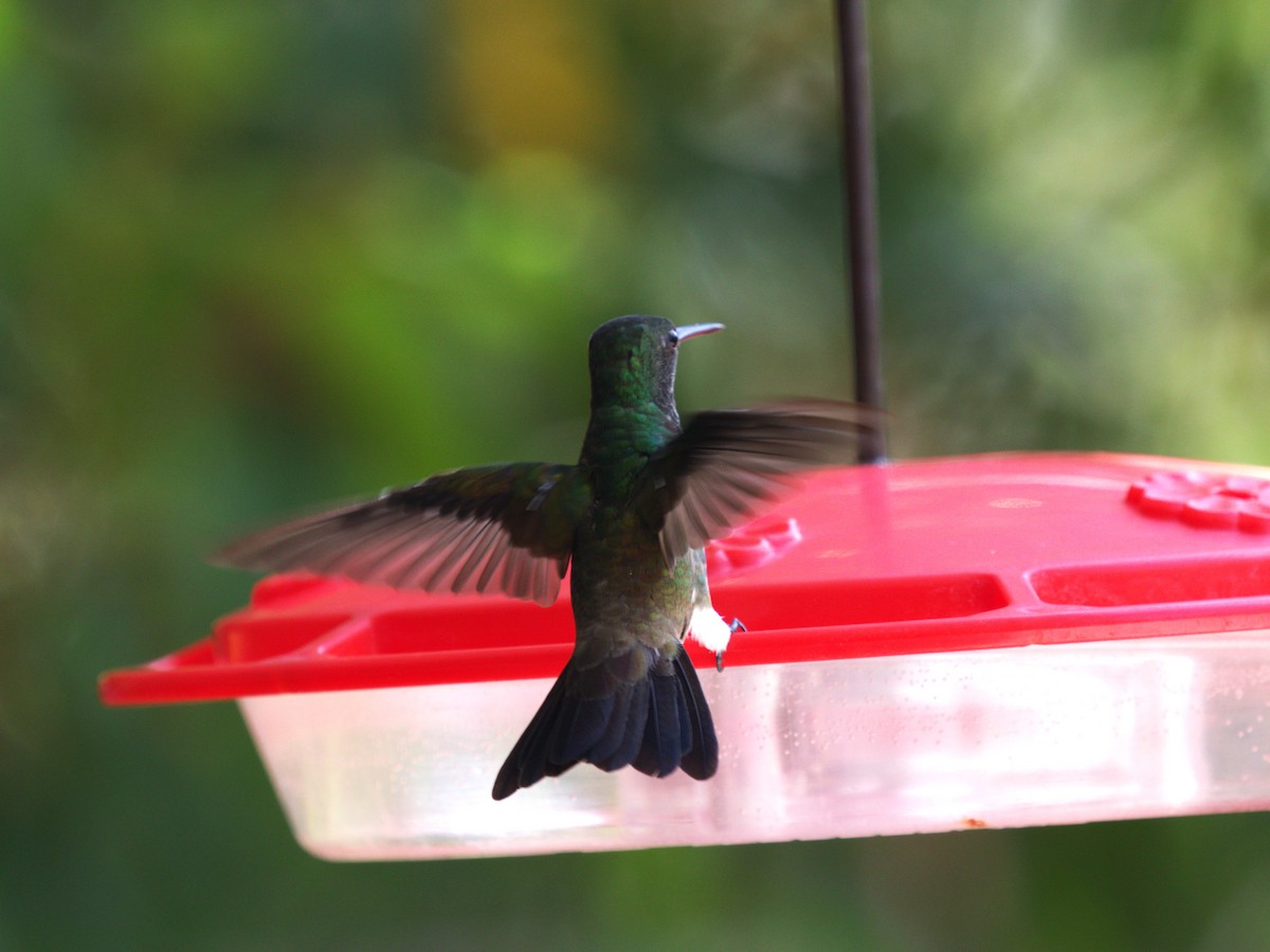 Snowy-bellied Hummingbird - ML623886232