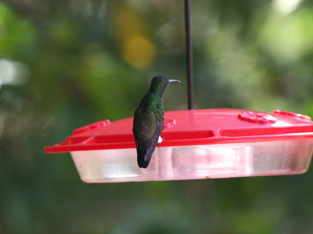 Snowy-bellied Hummingbird - ML623886233