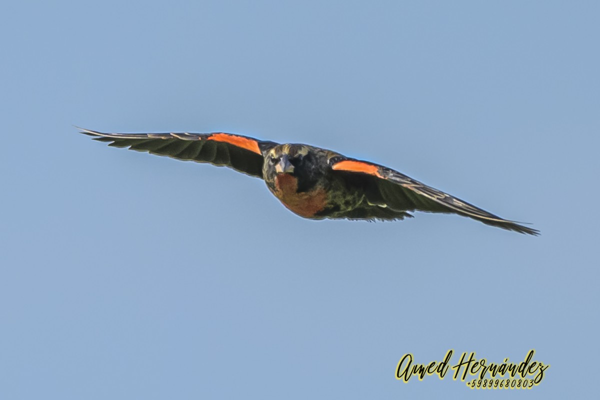 White-browed Meadowlark - ML623886234