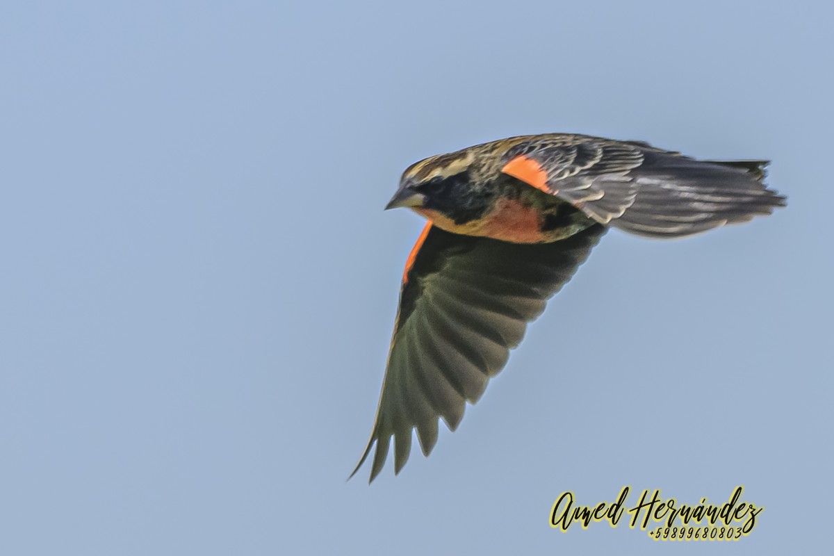 White-browed Meadowlark - ML623886235