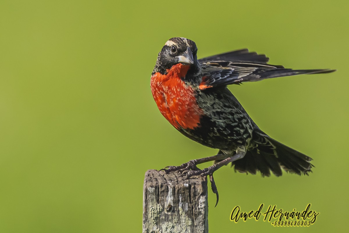 White-browed Meadowlark - ML623886236