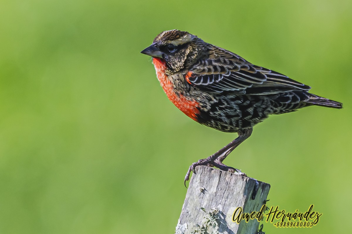 White-browed Meadowlark - ML623886242