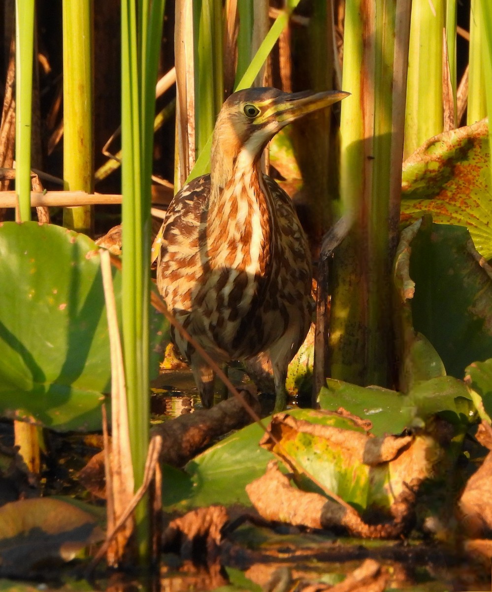 American Bittern - ML623886243