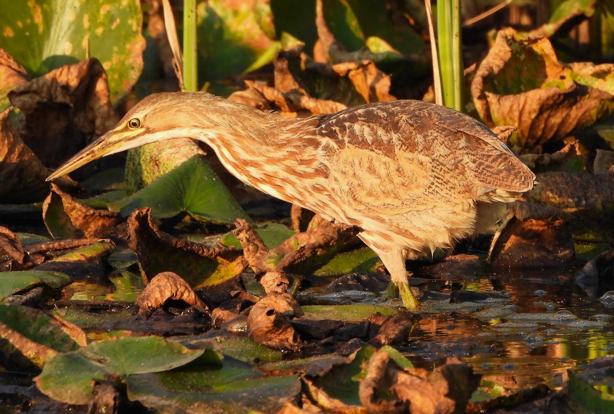 American Bittern - ML623886244