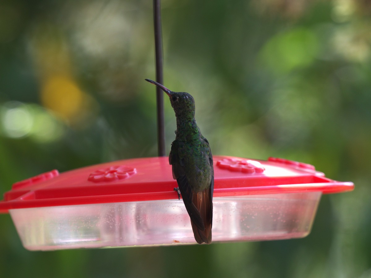 Rufous-tailed Hummingbird (Rufous-tailed) - ML623886246