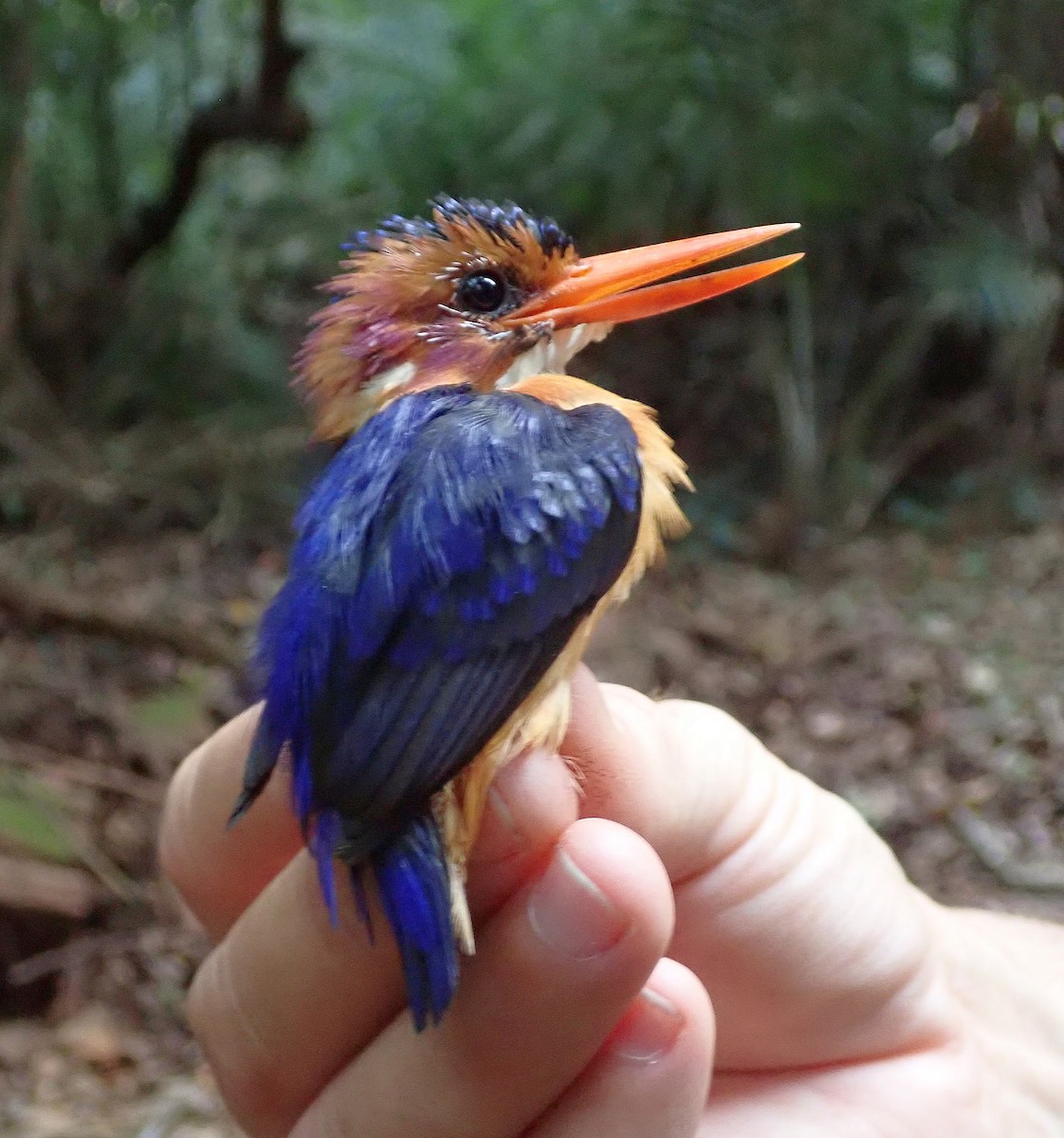 African Pygmy Kingfisher - ML623886319