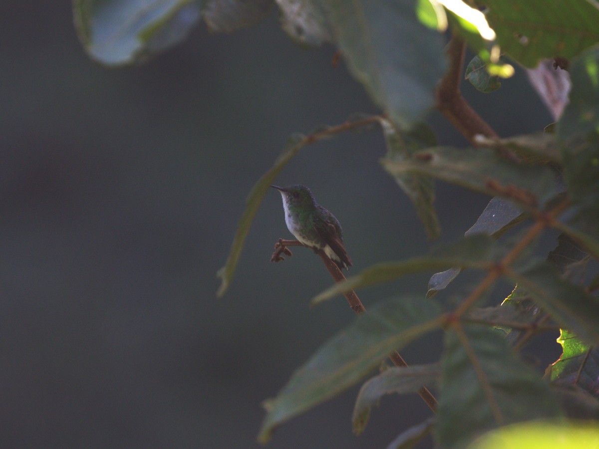 White-tailed Emerald - ML623886332