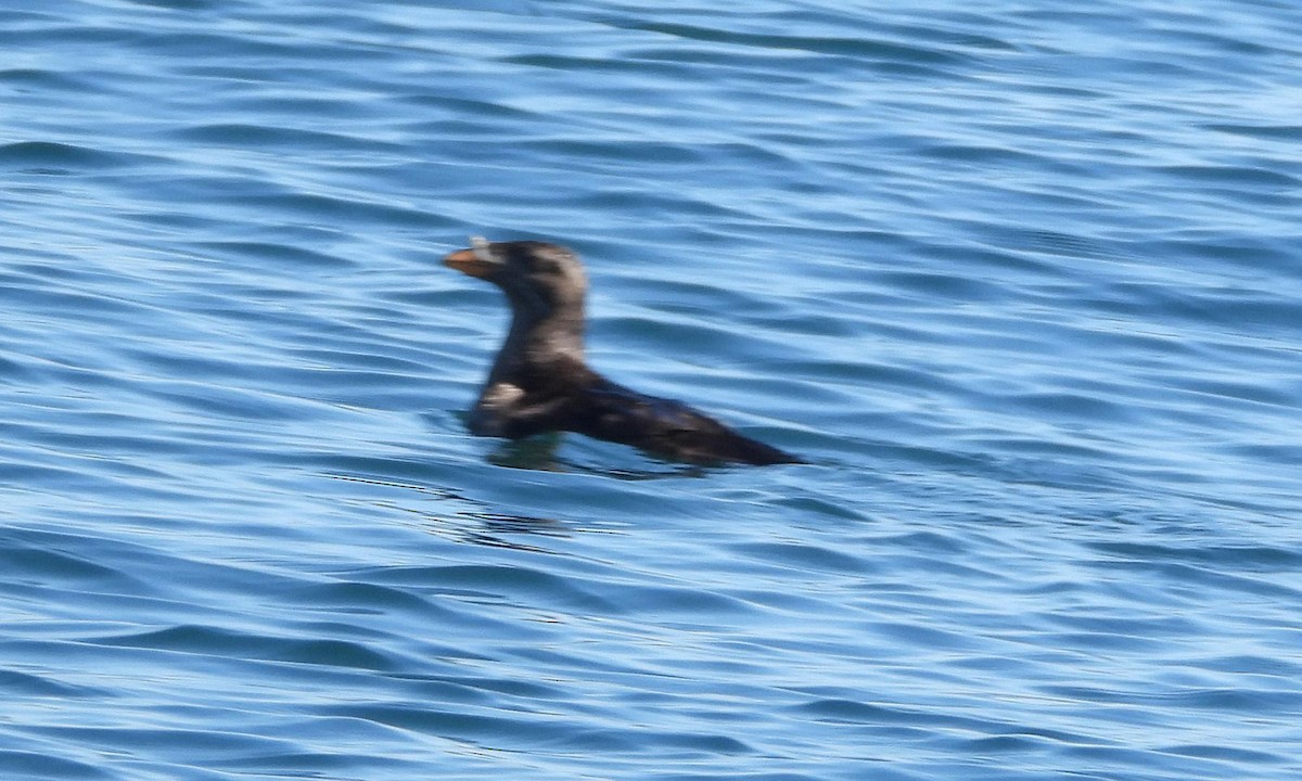 Rhinoceros Auklet - ML623886336