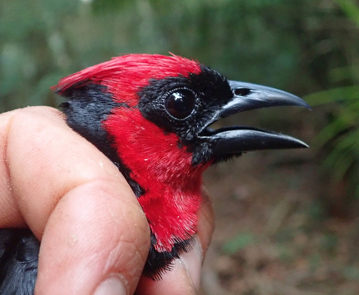 Crested Malimbe - Julien Birard