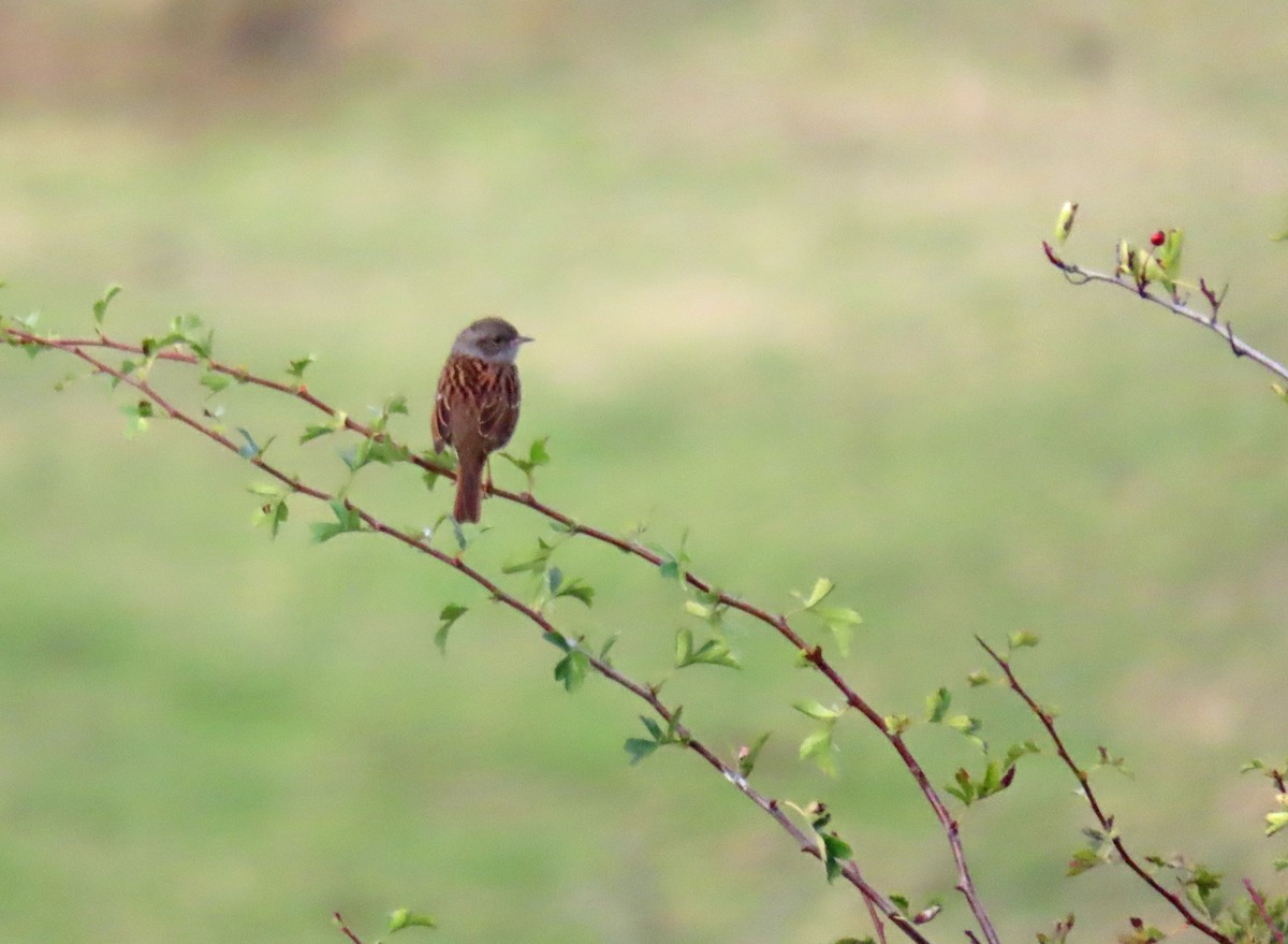 Dunnock - ML623886355