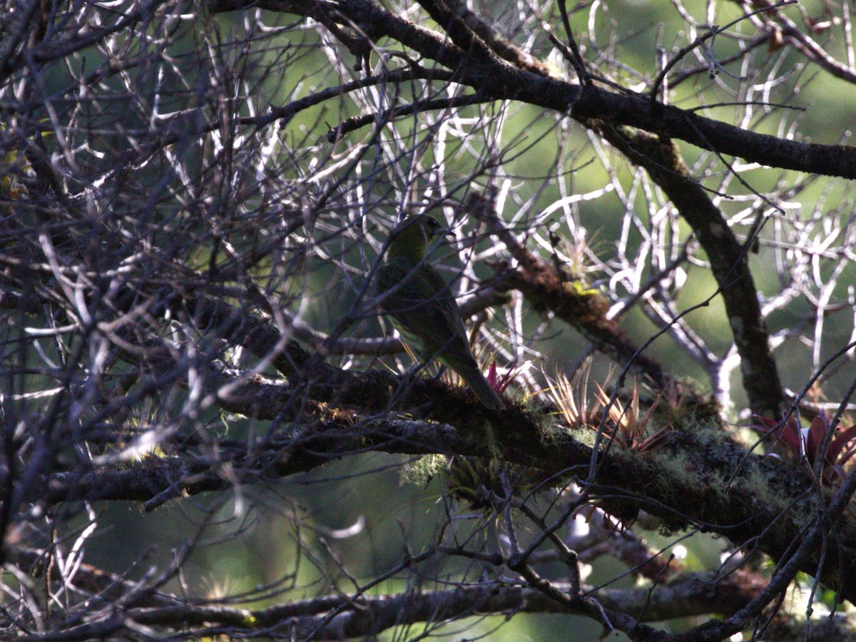 Three-wattled Bellbird - Menachem Goldstein