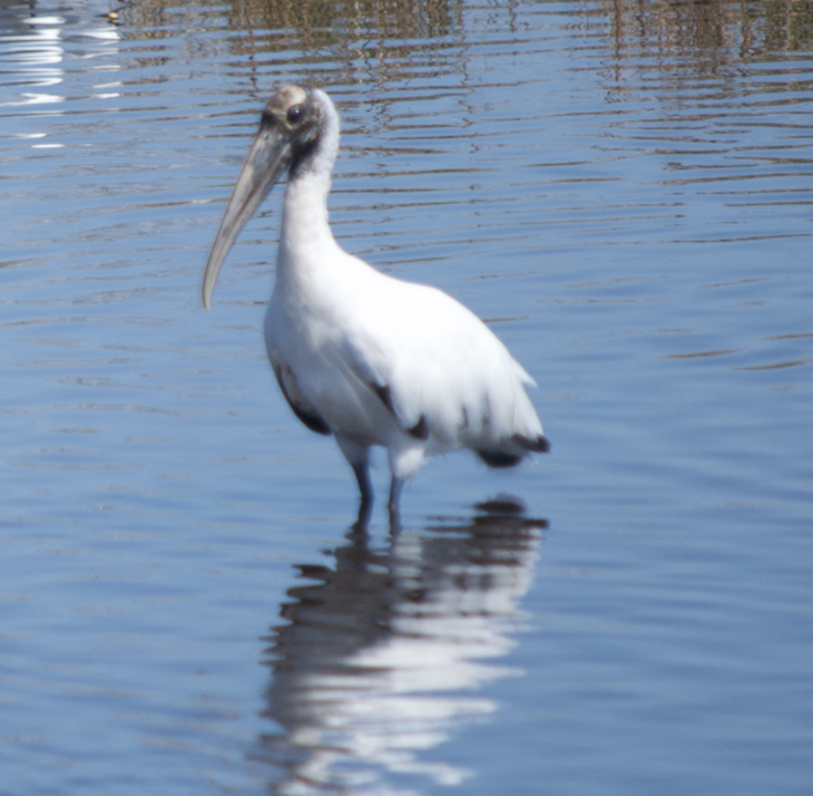 Wood Stork - ML623886385