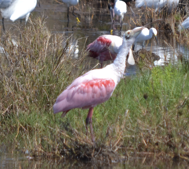 Roseate Spoonbill - ML623886391