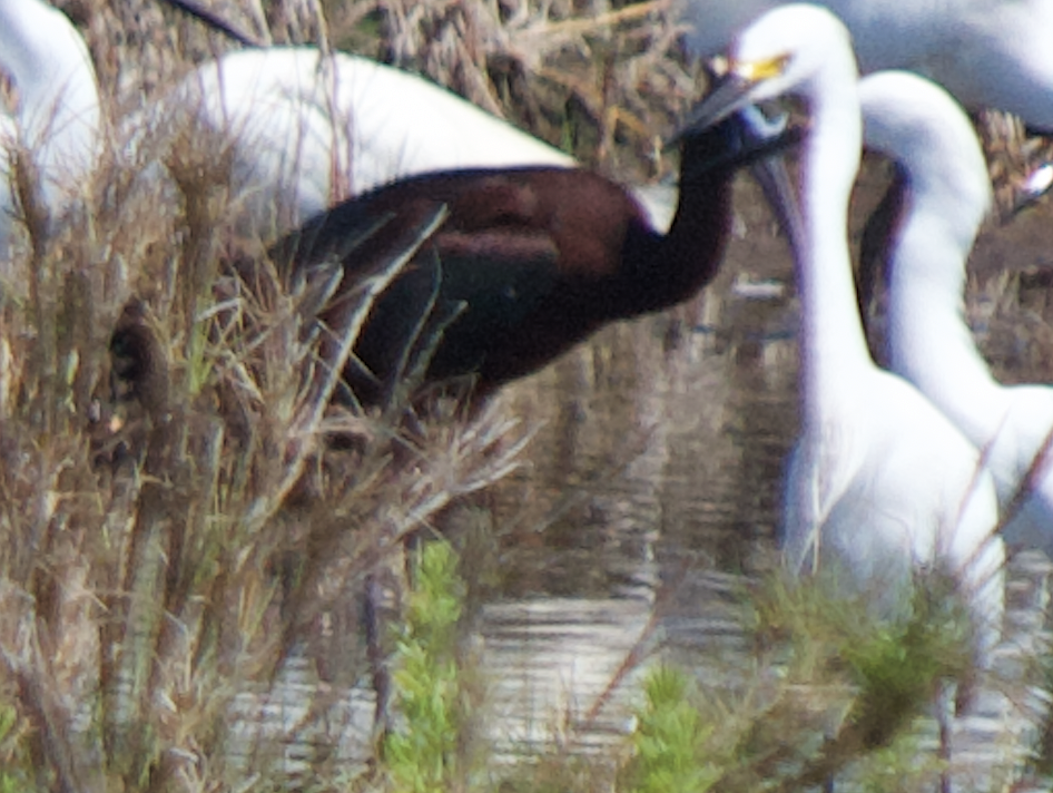 Glossy Ibis - ML623886426