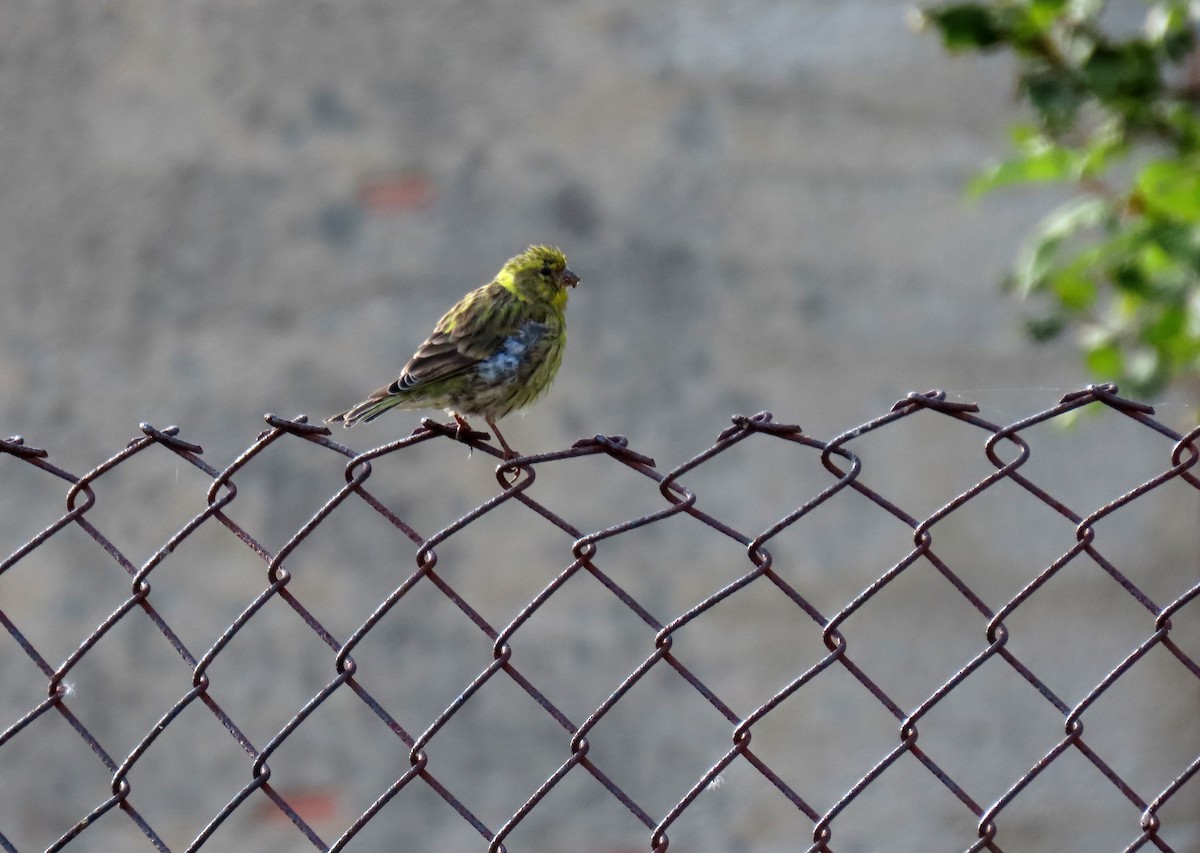 European Serin - ML623886439