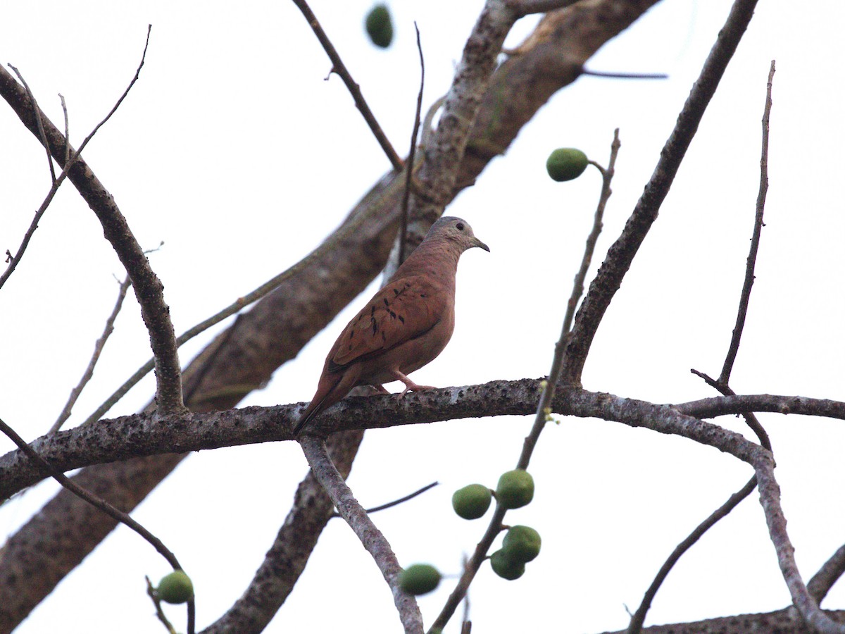 Ruddy Ground Dove - ML623886442