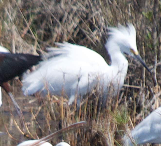 Snowy Egret - ML623886447