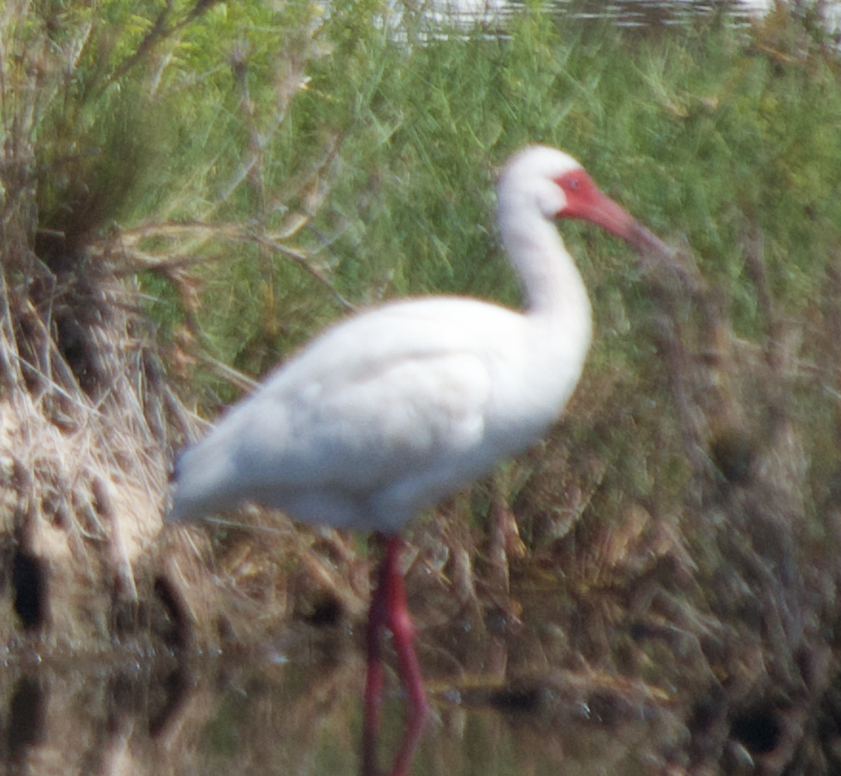 White Ibis - ML623886448